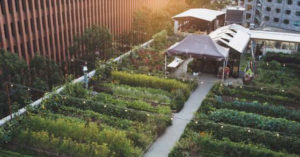 Example of inspiration for rooftop urban farm